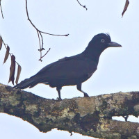 Amazonian Umbrellabird